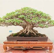 Bonsai Kimeng Gabungan